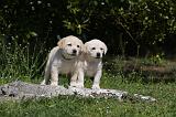 LABRADOR 1064
